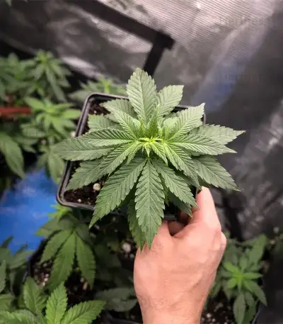 Runtz Triploid feminized seeds