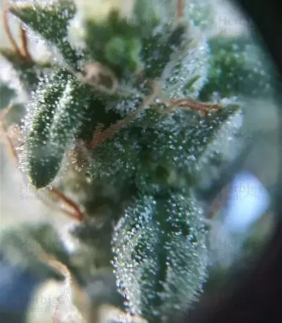 Shogun feminized seeds