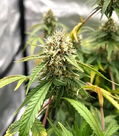 Sweet Critical CBD (00 Seeds) Cannabis-Samen