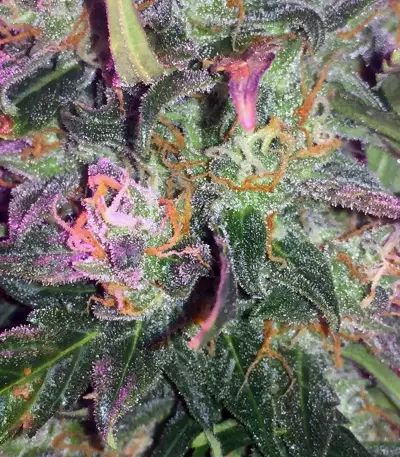 Semi femminizzati Trans Siberian Auto