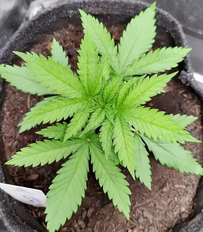 Zkittlez Fast Version (Herbies Seeds)