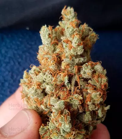 Graines de cannabis The Cinderella's (Sumo Seeds)