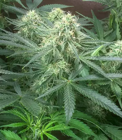 Sementes Feminizadas de Watermelon Z Auto (Barney's Farm)