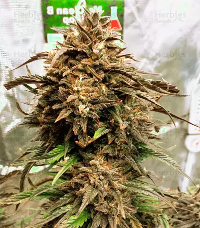 Bubba Kush Autoflower (Herbies Seeds)
