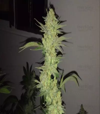 Super Skunk feminized seeds (White Label)