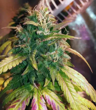 Acid Dough (Ripper Seeds)
