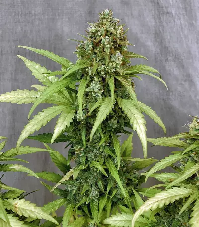 Amnesia Bilbo Auto Seeds
