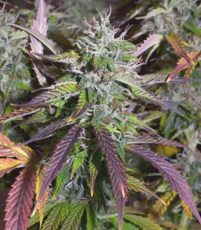 Auto Banana Blaze feminized seeds