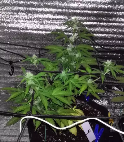 Auto New York City Diesel Seeds