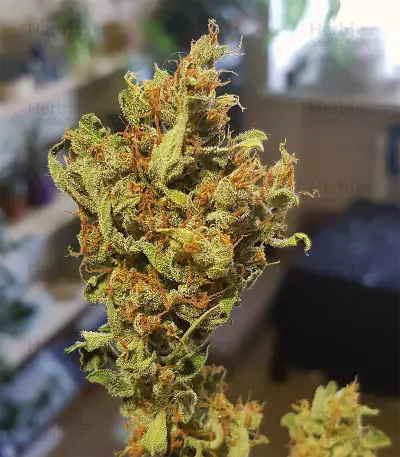Auto Pineapplegum (Blackskull Seeds)
