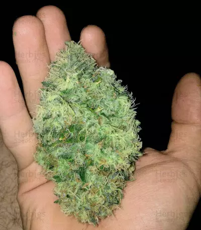 Graines de cannabis Big Bomb (Bomb Seeds)