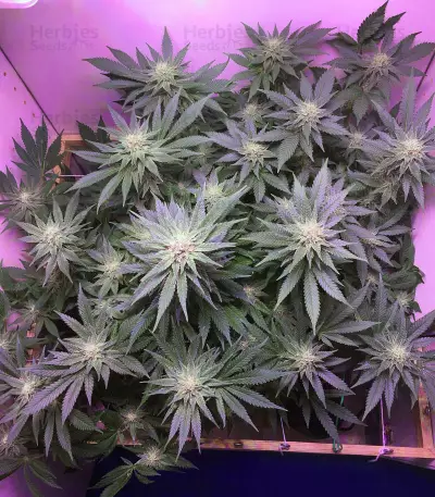 Big Bud XXL (Ministry Of Cannabis)