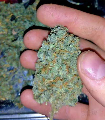 Graines de cannabis Big Freeze (Big Head Seeds)