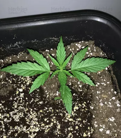 Big Stilton Auto (Big Head Seeds)