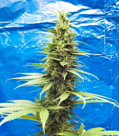 Black Jack Seeds