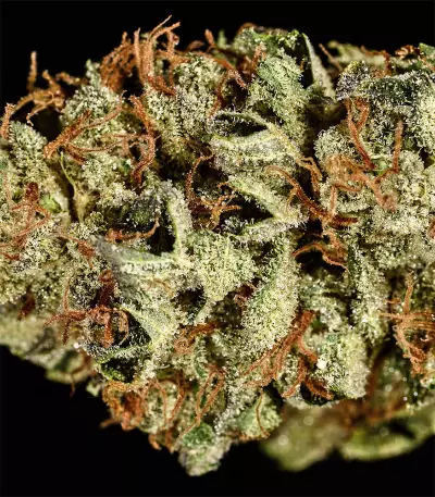 Bruce Banner #3 Seeds (Big Head Seeds)