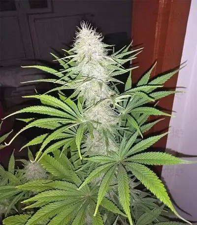 Congo x Kali China Seeds