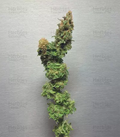 Fat Banana (RQS)