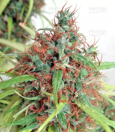 Honduras Seeds