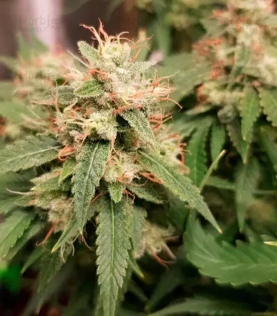 Graines de cannabis Kali Dog (RQS)