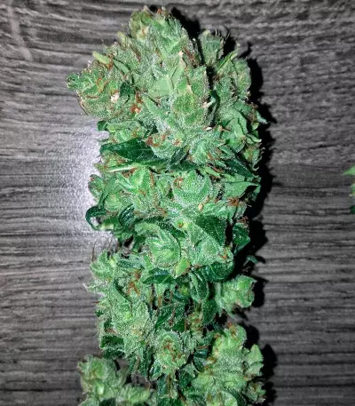 Keramatic Auto (Kera Seeds)