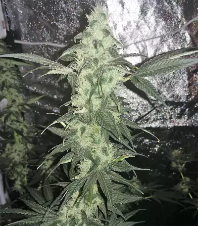 King Kong Seeds