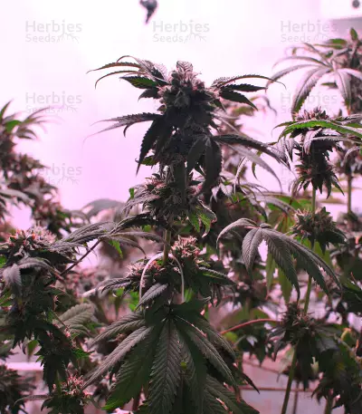Graines de cannabis LA Confidential (DNA Genetics)