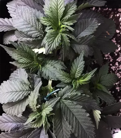 LA Widow (Kera Seeds)