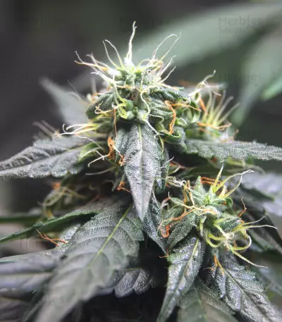 La Diva Auto Seeds