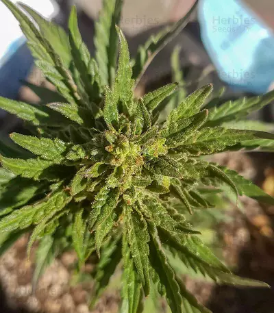 Monster Bruce Banner feminized seeds