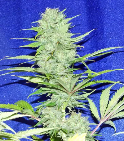 Nepal Jam regular (Ace Seeds)