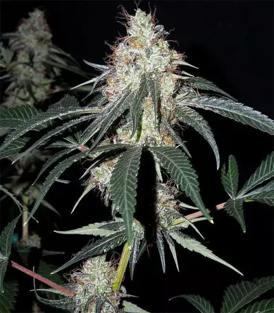 Nepal Jam regular (Ace Seeds)