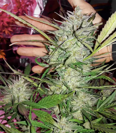 Northern Light X Big Bud (World of Seeds) Cannabis-Samen