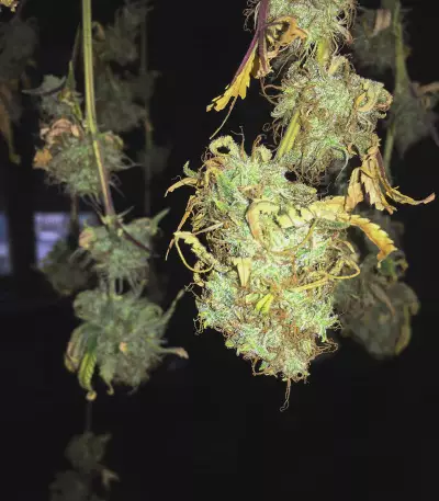 Semi femminizzati Northern Lights (Seed Stockers)