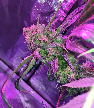 Peyote Purple Regular seeds