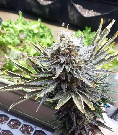 Purple Kush Seeds