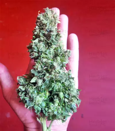 Sandstorm feminized seeds