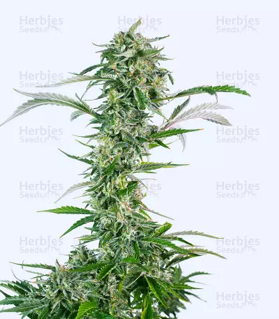 So G Kush Soma Seeds