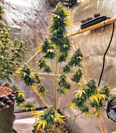 Sticky Fingers Autoflower (Seedstockers)
