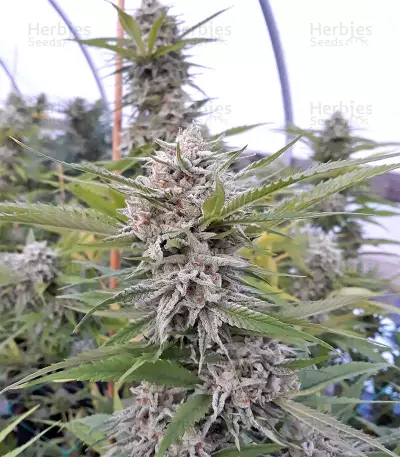 Strawberry Banana feminized seeds
