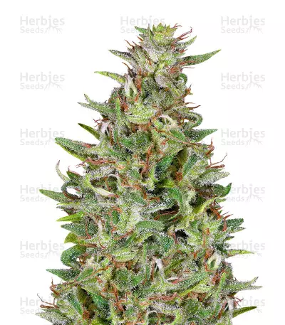 Buy Tangie feminized seeds