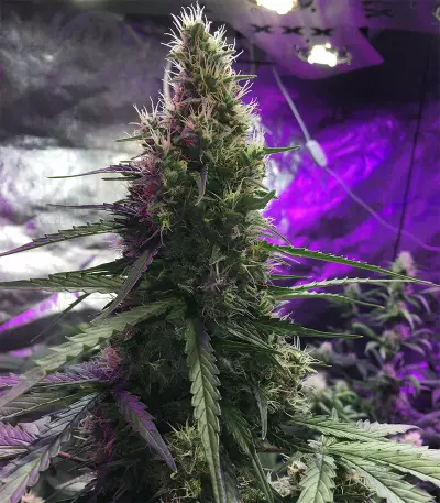 AK420 Autoflower strain