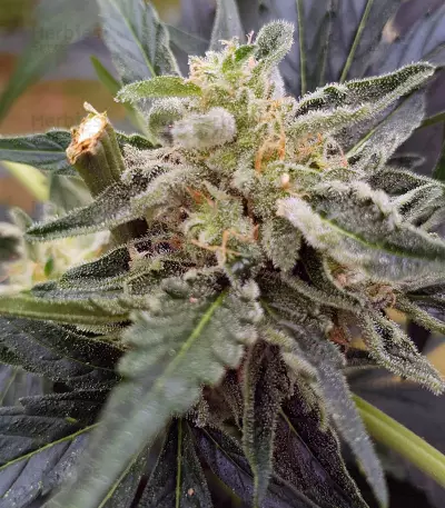 Auto Masszar Seeds