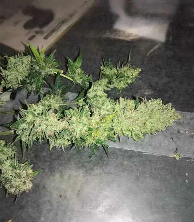 Semi femminizzati di Berry Bomb Auto