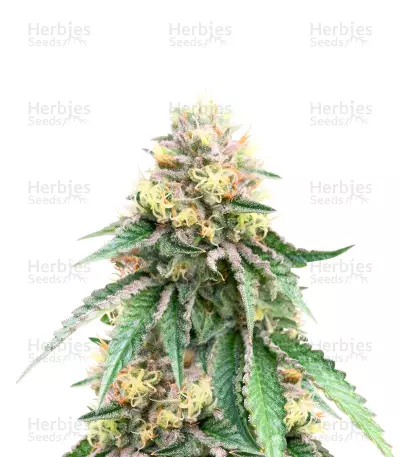 Birthday Cake Feminized Seeds (Herbies Seeds USA)