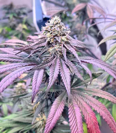 Graines féminisées de Blue Sunset Sherbert (Barney’s Farm)
