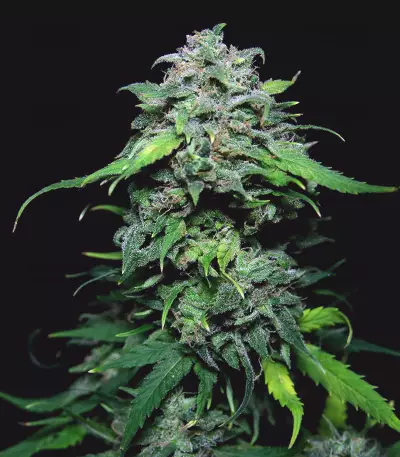 Chem-Bomb Auto Seeds