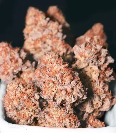 Chempie feminized seeds