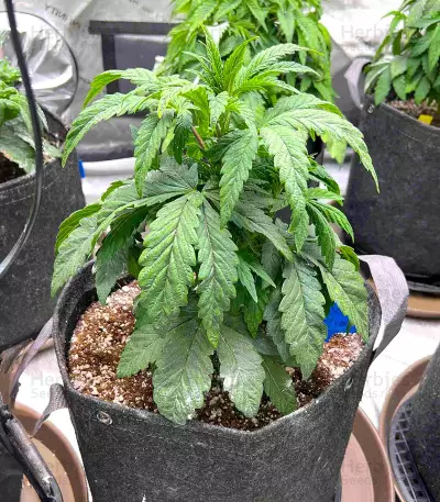 Gary Payton Feminized Seeds (Barney’s Farm)