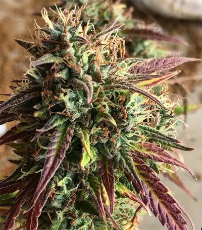 Semi femminizzati Girl Scout Cookies Auto (Auto Seeds)
